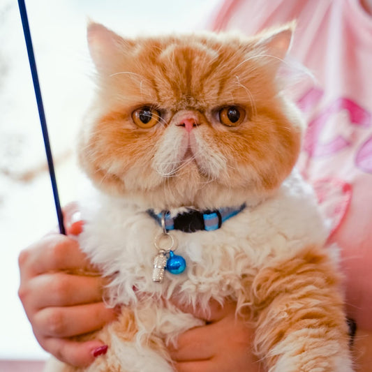 Zavlyra Safety Breakaway Cat Collars 12-Pack - Reflective, with Bells & 2 ID Tags (12 Colors, Adjustable)